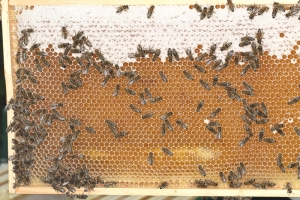 Honigwabe - unreifer und reifer Honig